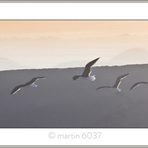 Dune Seagulls