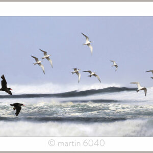 Terns