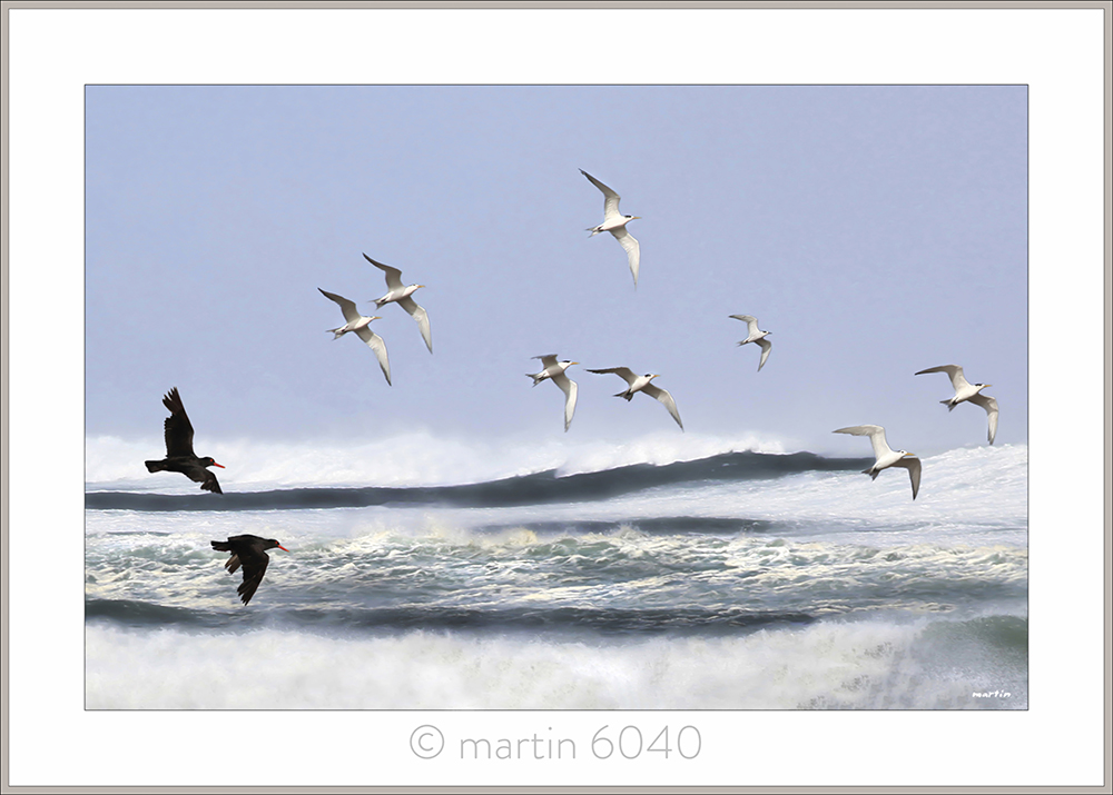 Terns