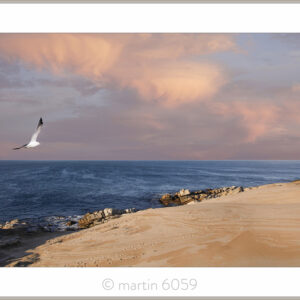 Shark Point Gull