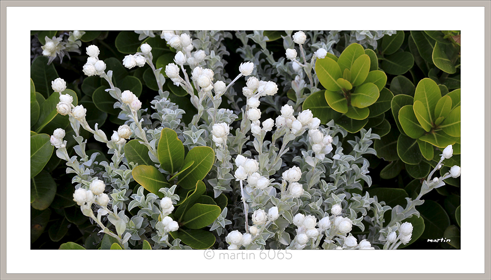 Cotton Flowers