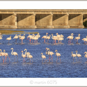 Bridge Flamingoes