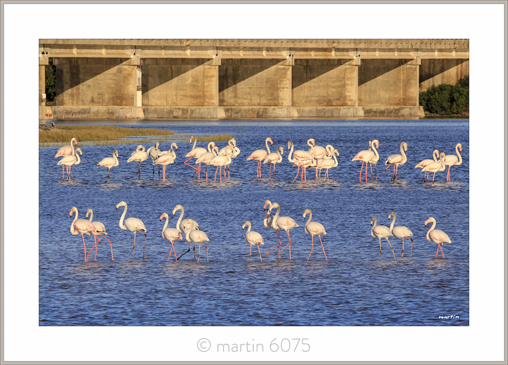 Bridge Flamingoes