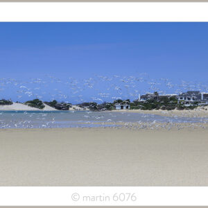 Estuary Terns