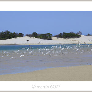 Ski Canal Terns