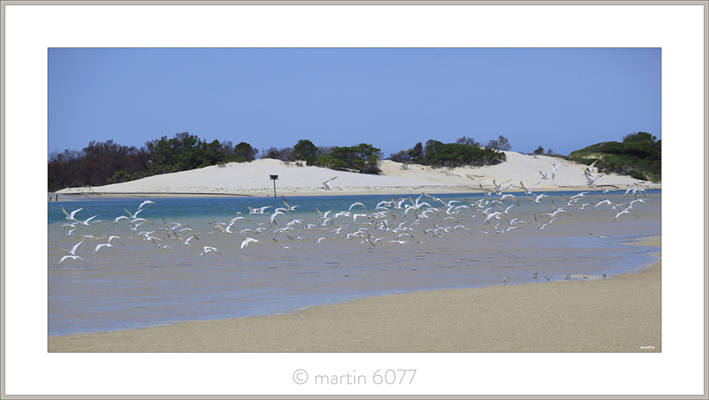 Ski Canal Terns
