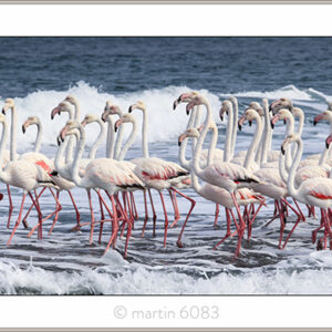Kromme Flamingos