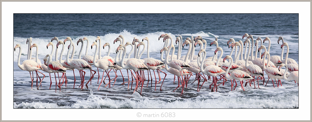 Kromme Flamingos