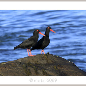 Oyster Catchers