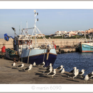 Port Gulls