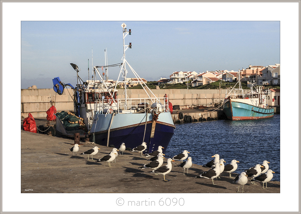 Port Gulls